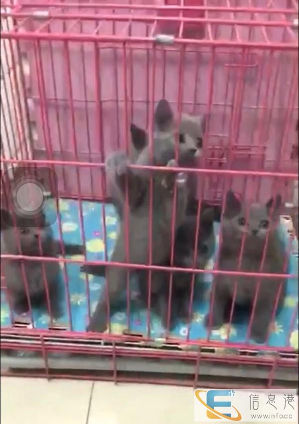 英短蓝猫宠物猫