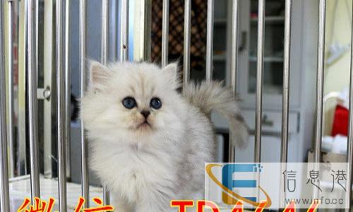 长期出售繁育级名猫 金吉拉 英短 美短 加菲