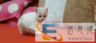 宠物猫英短折耳