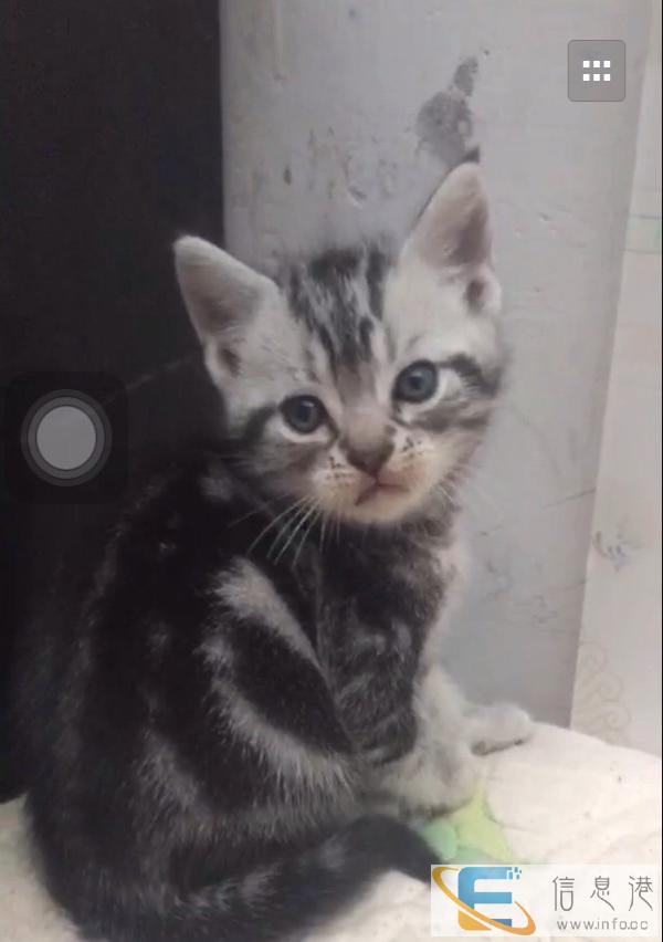 英短银渐层宠物猫