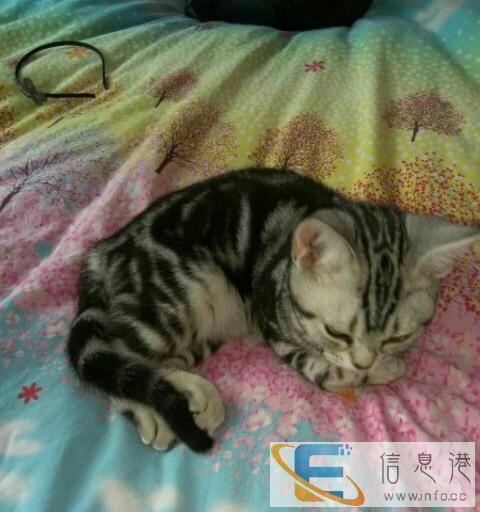 虎斑猫便宜出售给钱就卖