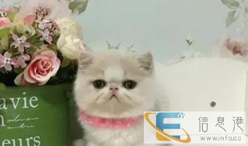 家养纯种净樊短毛小加菲预售中