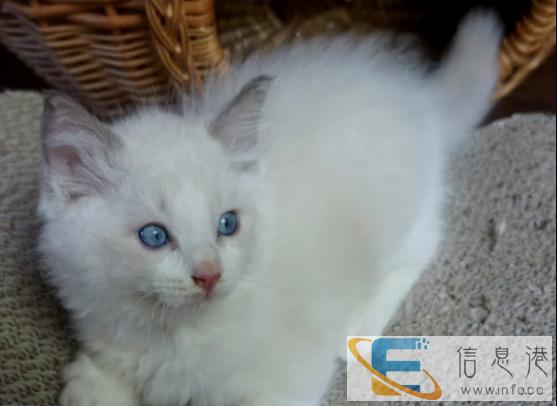 较棒的布偶猫在这 他们都选这家 精品虎斑 有口皆碑