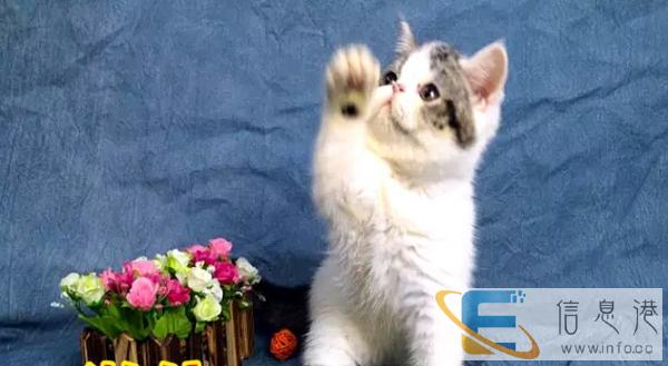 猫舍低价出售加菲猫包纯种保健康疫苗已做