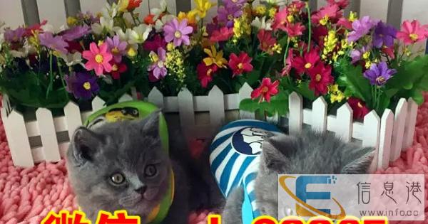 纯种英短蓝猫 短毛猫 纯种健康有保障