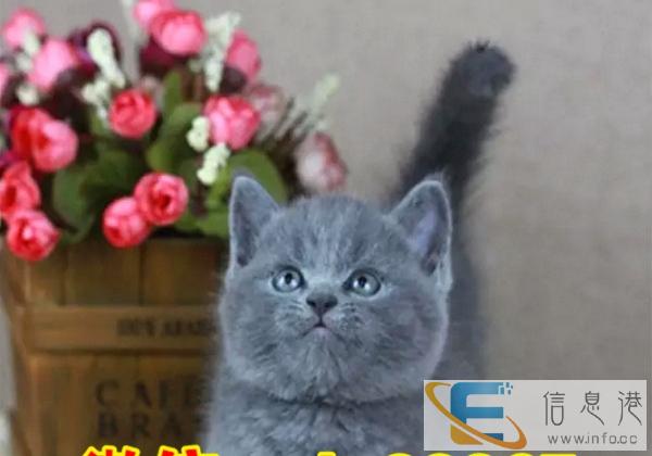 出售蓝猫 美短 虎斑 渐层 加菲 布偶品质保证包邮