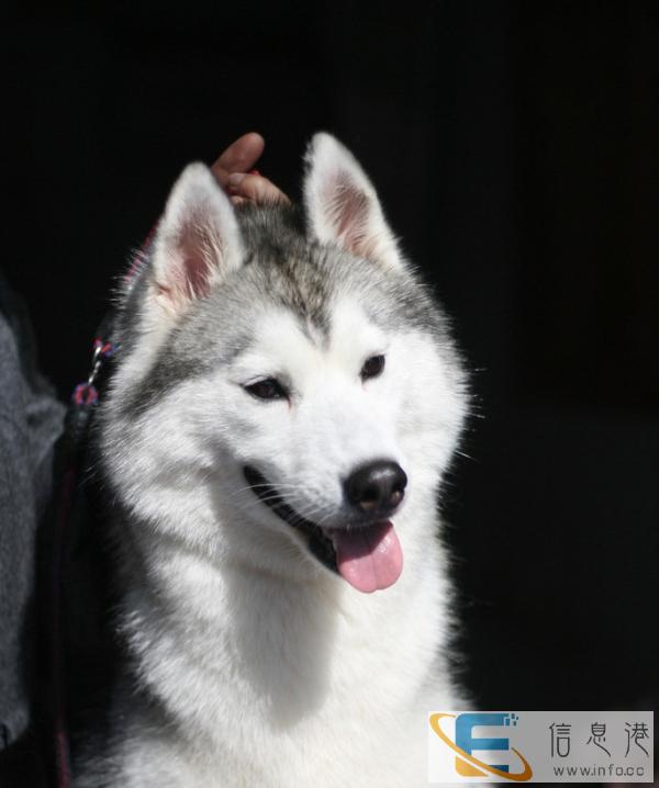 求一只体型大点的狗,或者是大型犬的幼崽,我没有朋友