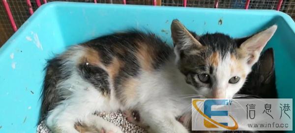 转让家猫金丝猫狸花猫小白猫已打疫苗会捕鼠价格面议