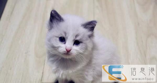 出售小布偶猫,健康活泼,机灵聪明的