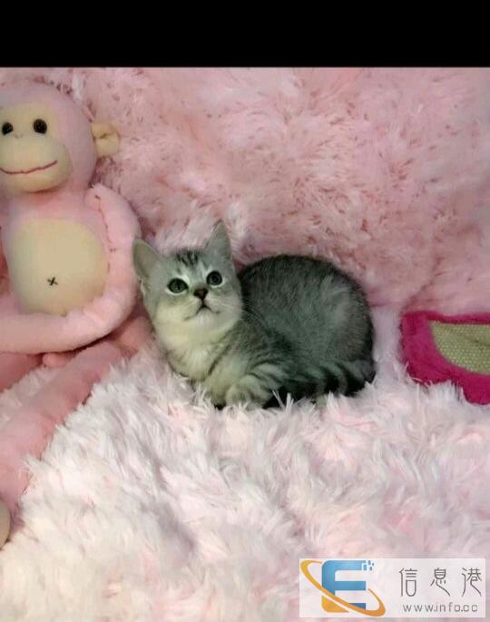 美短猫咪找新家