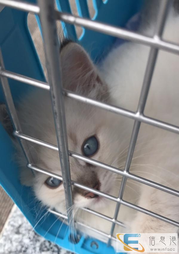 布偶猫,手套弟弟一媚