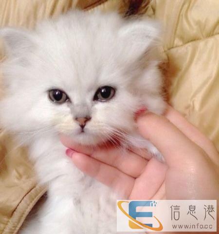 出售小金吉拉猫,可爱好动,非常亲人