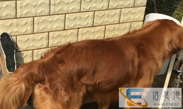 纯大金毛公寻求配种