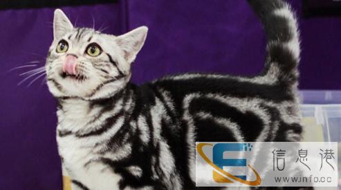 美国短毛猫 美短银虎斑 起司猫 活体宠物猫 可空运