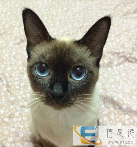 出售自家繁殖暹罗猫 价格面议 便宜