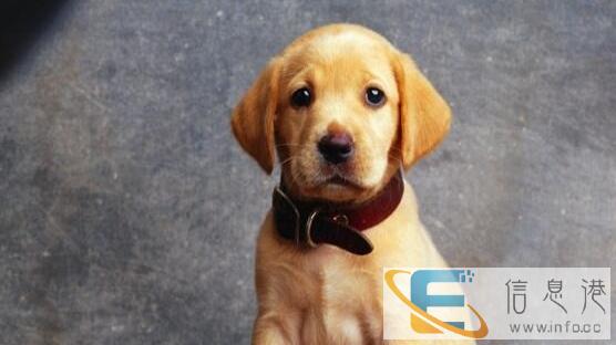 拉布拉多犬爱狗