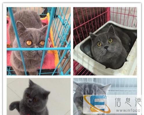 活体宠物小猫咪英短蓝猫小猫家猫活体纯种宠物猫幼仔