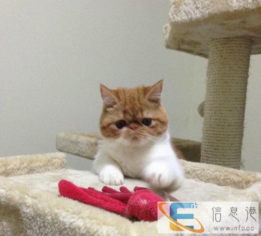 乳白净樊妹妹加菲猫宠物活体纯种异国短毛幼崽弟弟