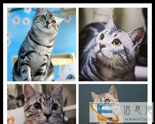 预售 金吉拉宠物猫活体猫咪