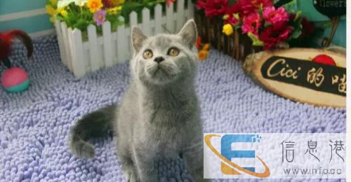 纯种蓝猫英短蓝猫俄罗斯蓝猫幼猫 保证售后 短毛猫
