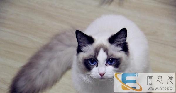 专业繁殖布偶猫 健康漂亮 公母均有