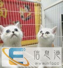自家繁殖渐成幼猫出售