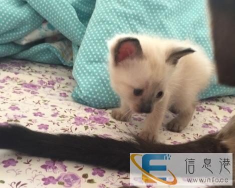 暹罗猫小公猫