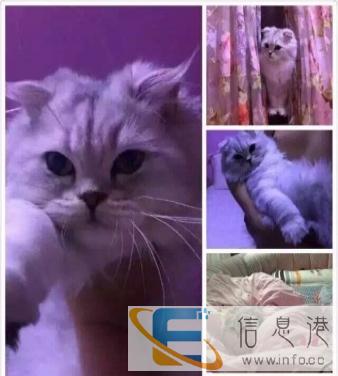 金吉拉忍痛出售