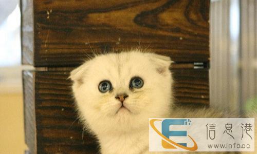 苏格兰折耳猫/虎斑折耳猫/美短折耳/包之脸/根折