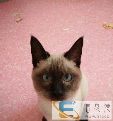 怀孕暹罗猫俩只4000