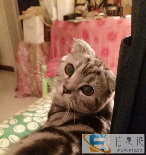 美短银虎斑折耳猫