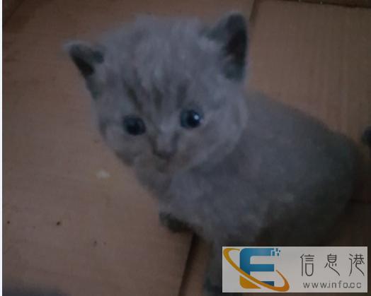 出售自家英短蓝猫50天