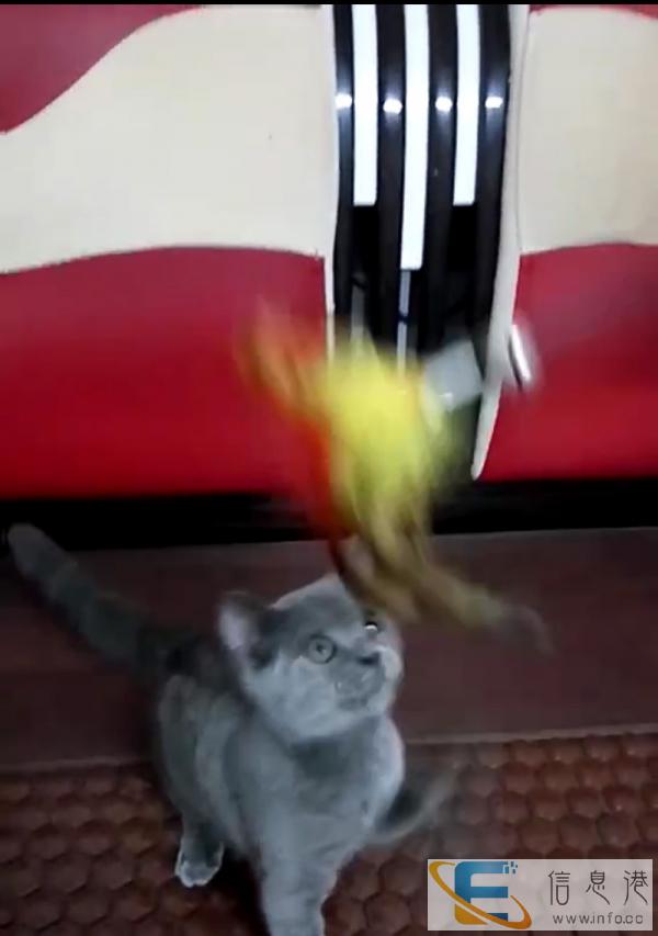 小母蓝猫转让