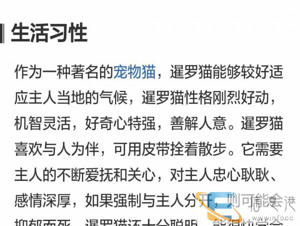 泰国暹罗猫弟弟