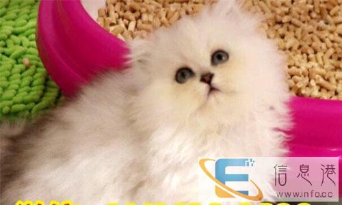 猫乐园对外开放.以猫会友.品相 健康保证