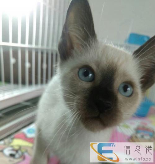 实物拍摄高品质暹罗宝宝活泼可爱