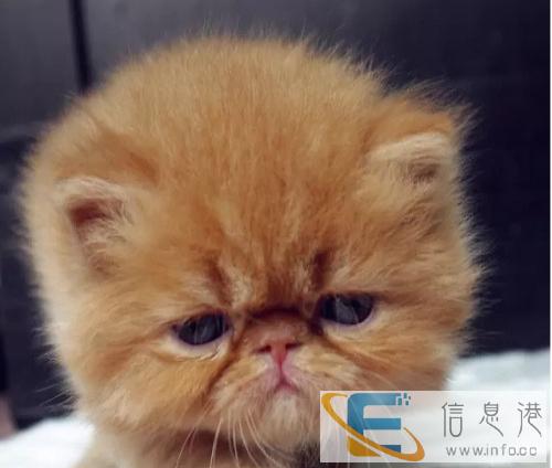 呆萌加菲弟弟妹妹超低价