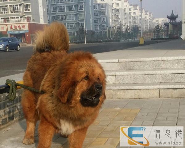 纯种藏獒 幼犬出售