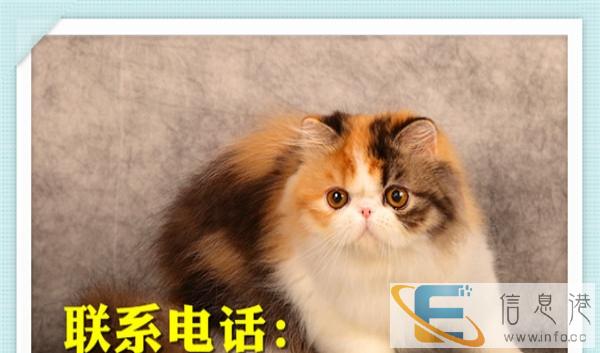 自家饲养,CFA后代加菲猫异国短毛猫 棕虎斑加菲幼猫