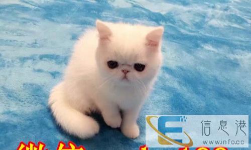 猫舍专业繁殖纯血统加菲猫,家养异国,CFA血统