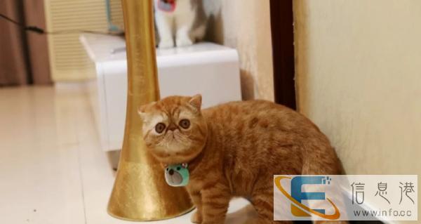 高品质加菲宝宝找家长 健康漂亮繁育用