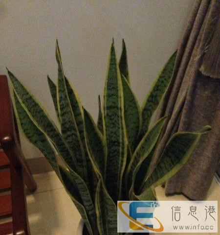 除甲醛利器,家用实惠大虎皮兰陶瓷盆栽