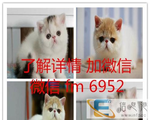 常年批发零售宠物猫美短英短蓝猫蓝白渐层加菲折耳布偶