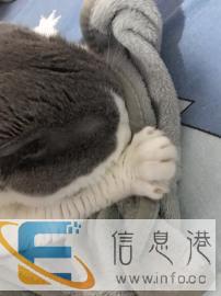 超纯蓝白折耳找女票