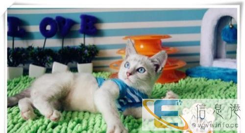 纯种挖煤猫小暹罗活泼聪明 对主人忠心耿耿的暹罗猫lpao