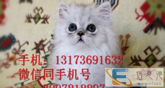 双血统证书、自家精心侍养,无病 尚好品相金吉拉幼猫