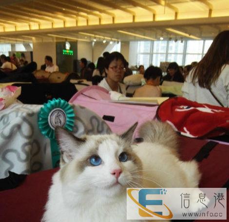 家养cfa布偶猫海豹双色蓝双色弟弟妹妹带证出
