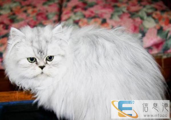 猫舍低价销售金吉拉猫包纯种保健康包邮可签协议合同