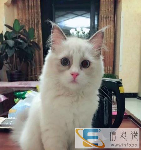 布偶猫 纯种保健康包活可预定可签协议合同包邮