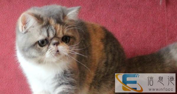 猫舍低价销售加菲猫包纯种保健康包邮可签协议合同